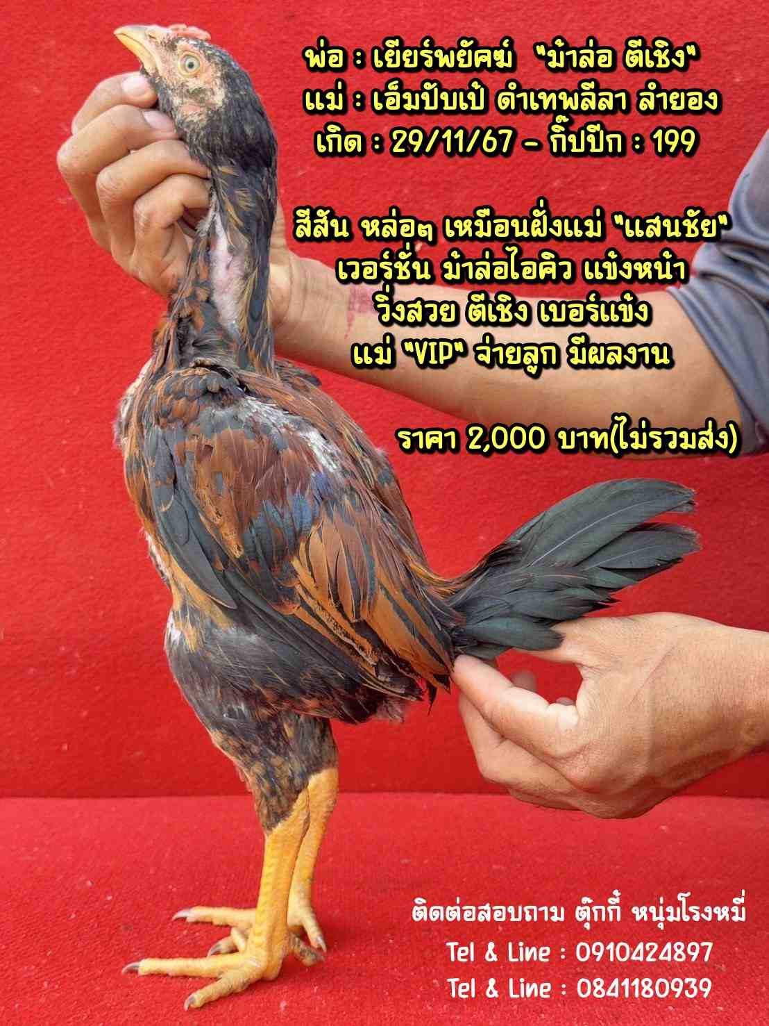 noomrongmee