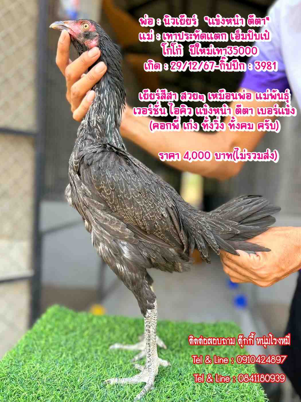 noomrongmee
