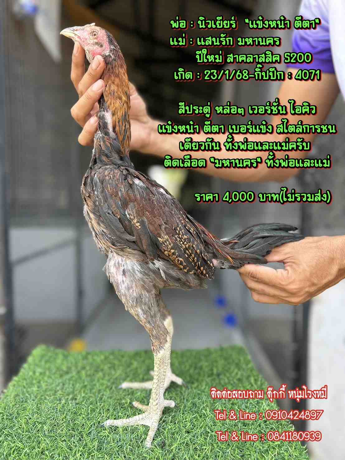 noomrongmee