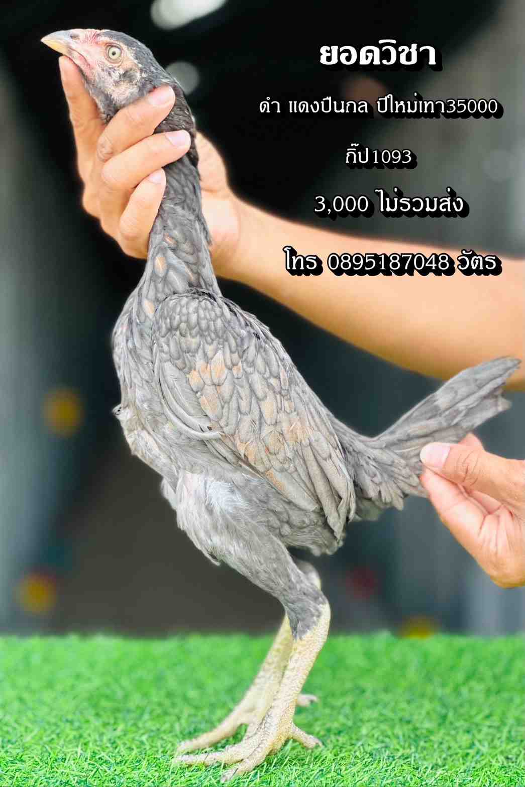noomrongmee
