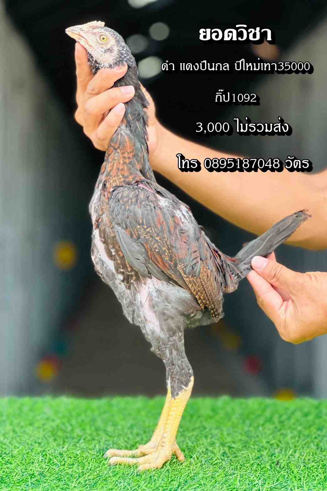 noomrongmee