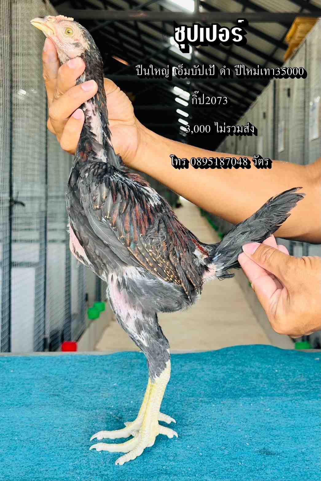 noomrongmee
