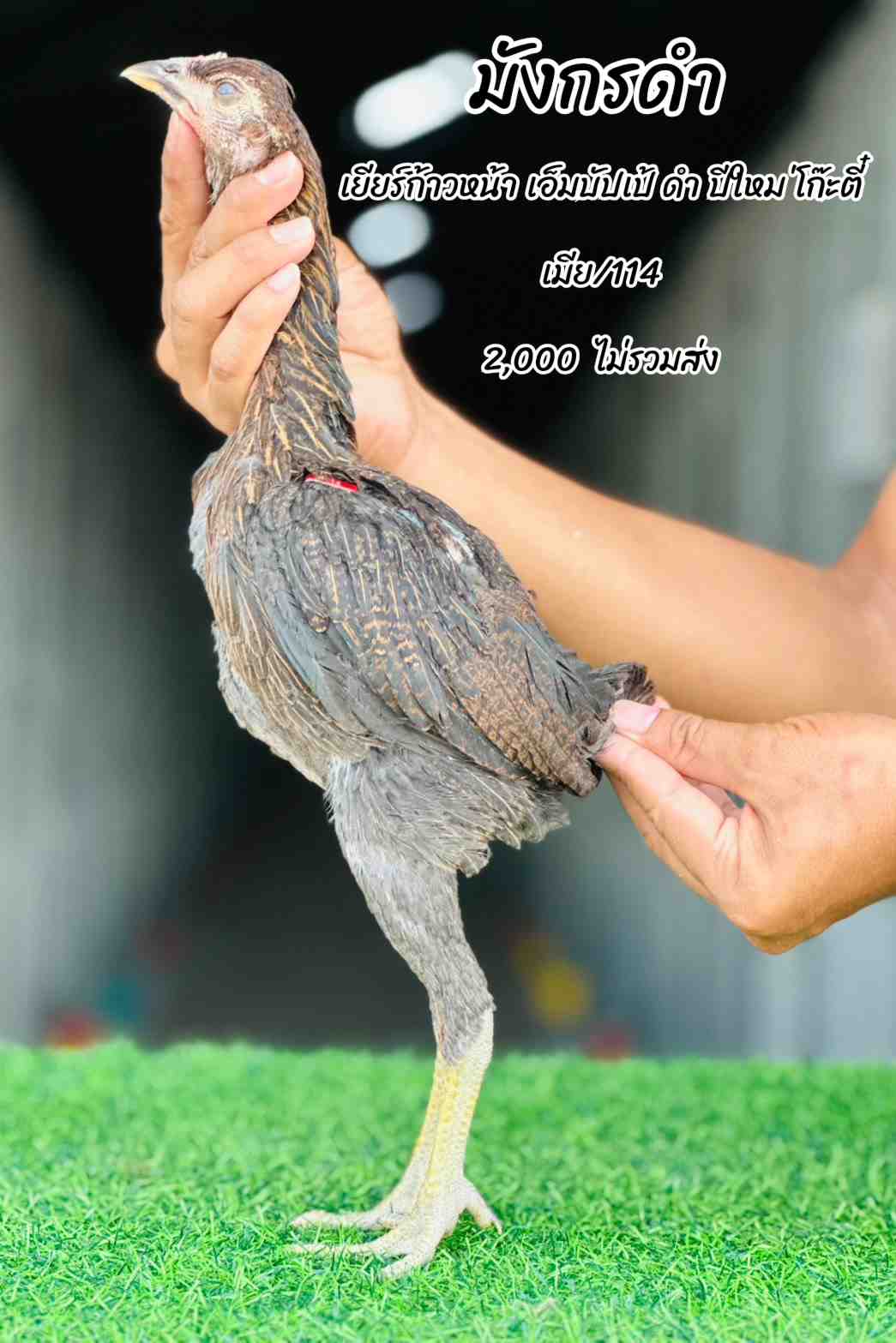noomrongmee