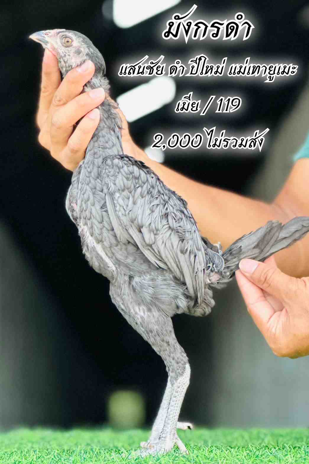 noomrongmee