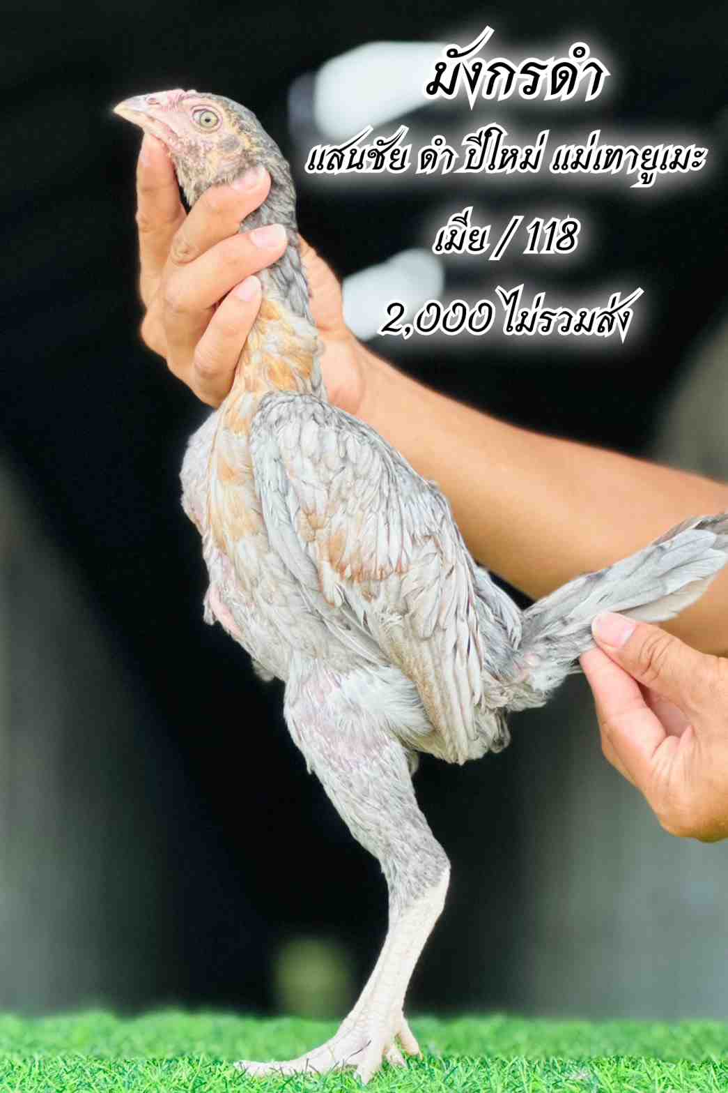 noomrongmee