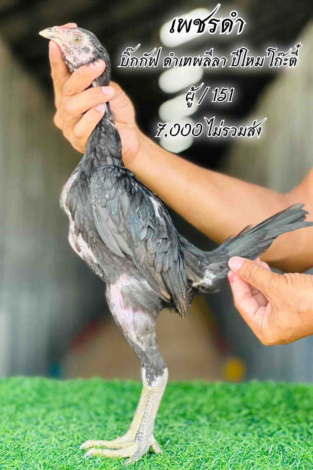 noomrongmee
