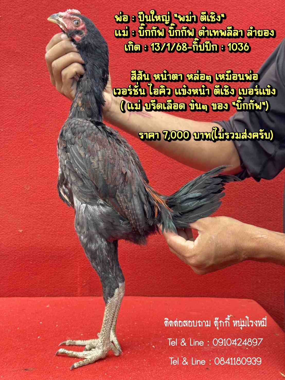 noomrongmee
