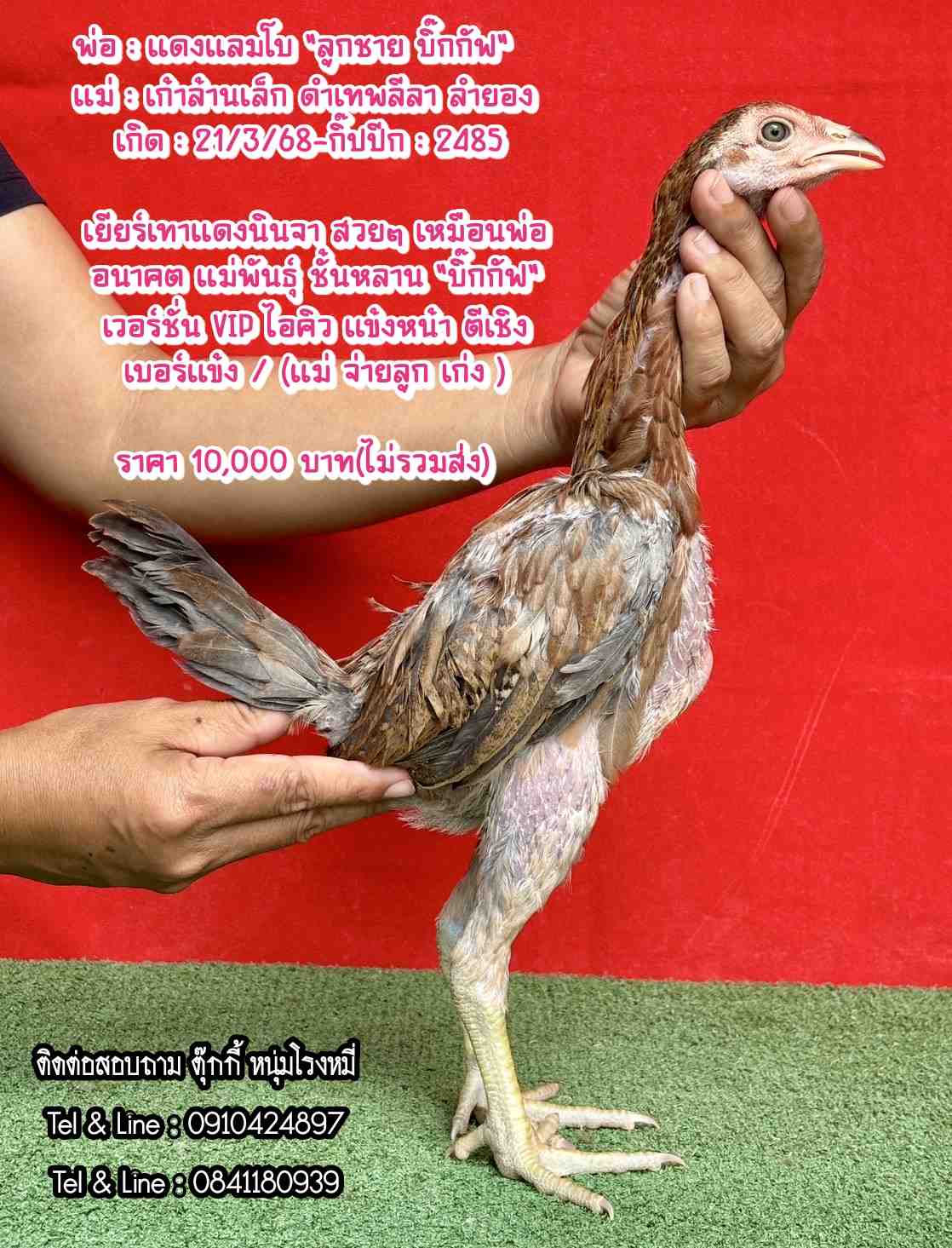 noomrongmee