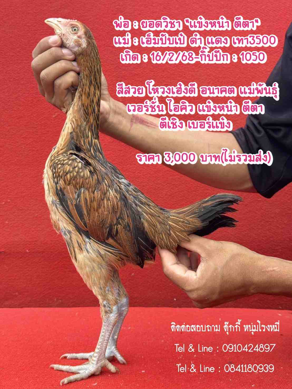 noomrongmee