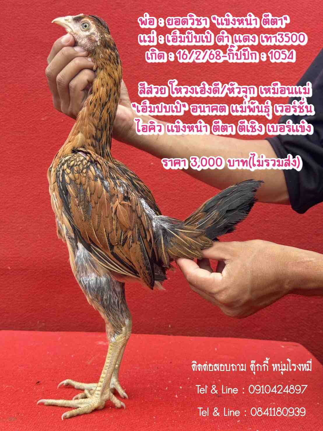 noomrongmee