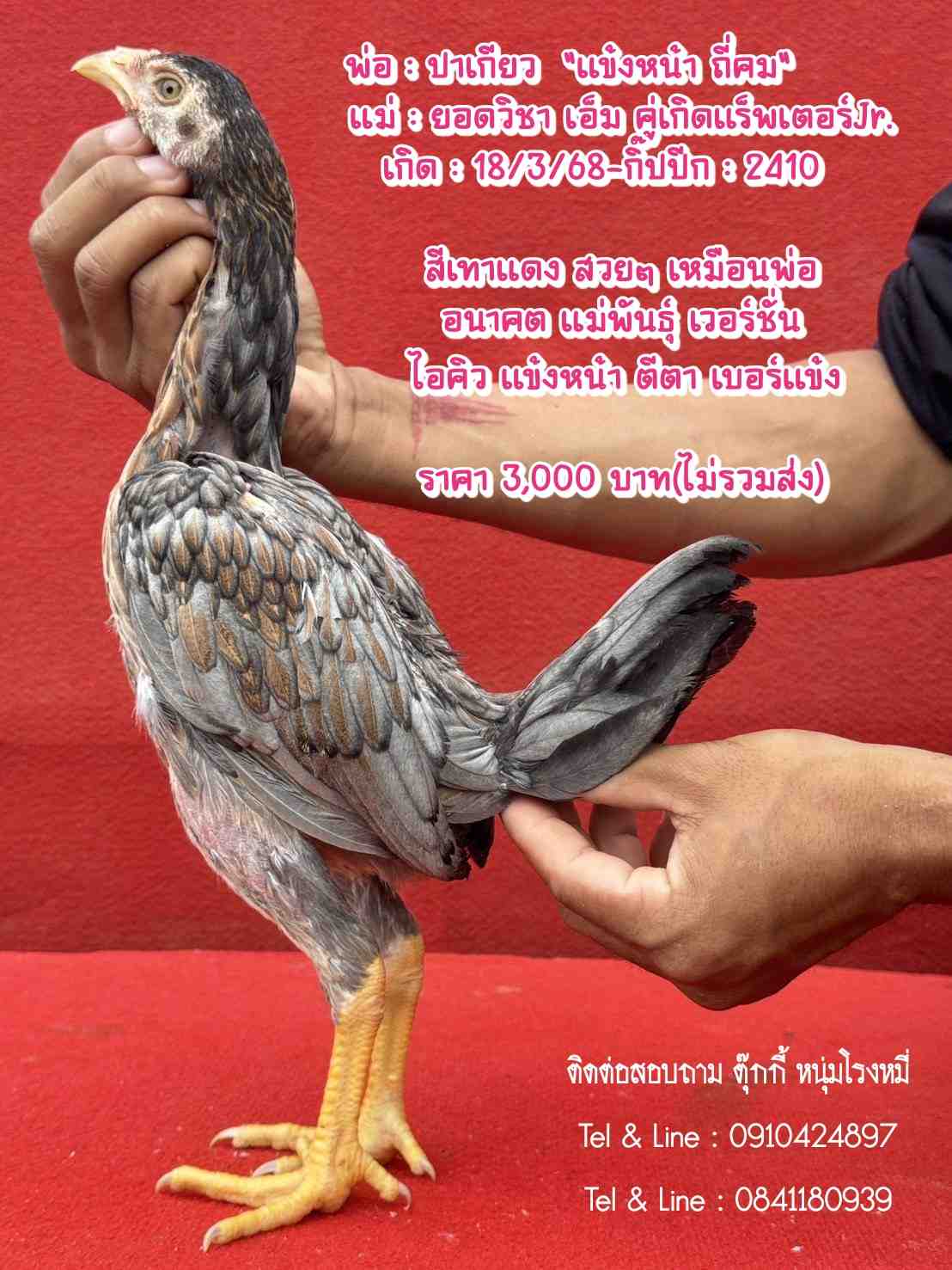 noomrongmee