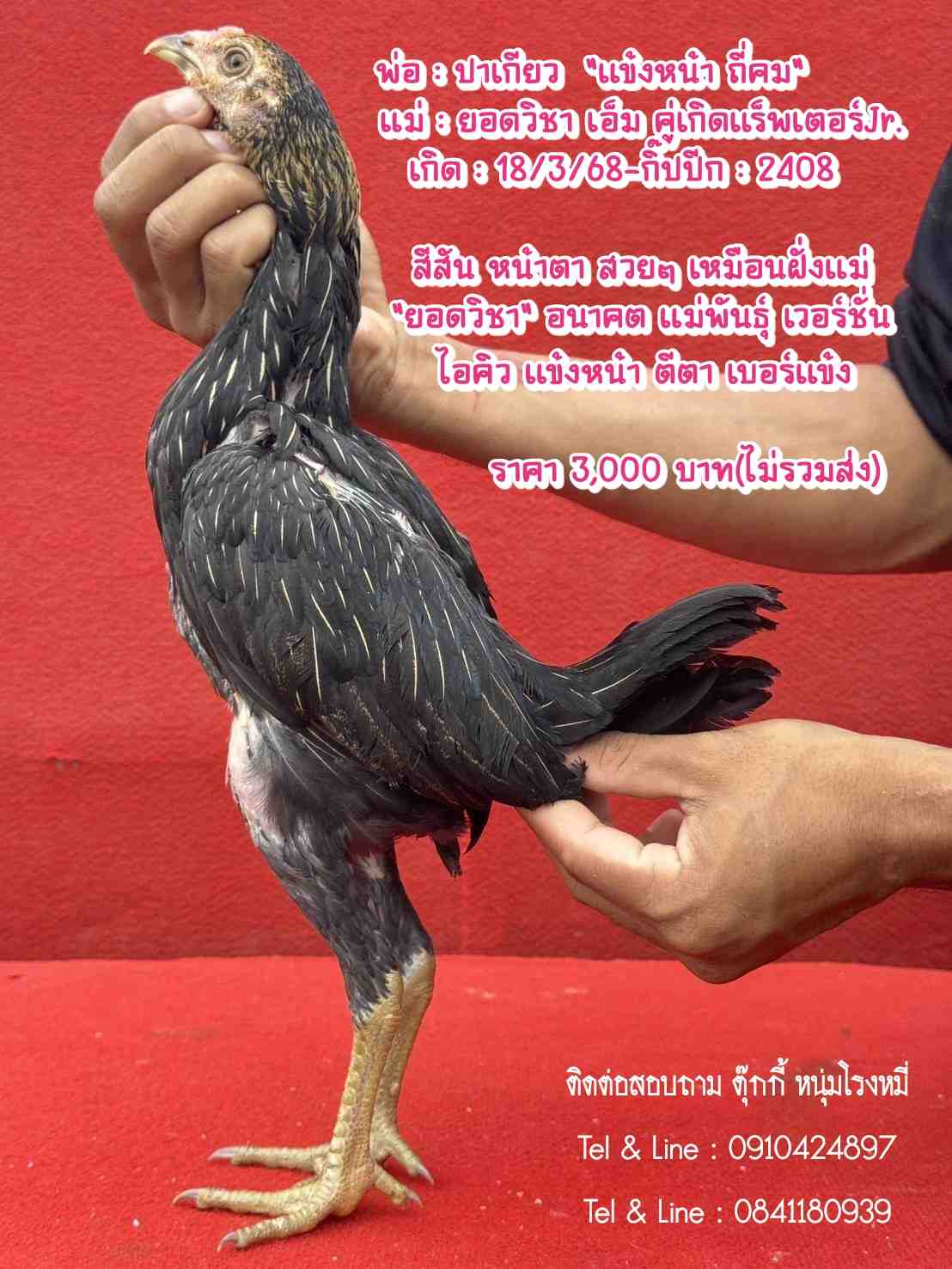 noomrongmee