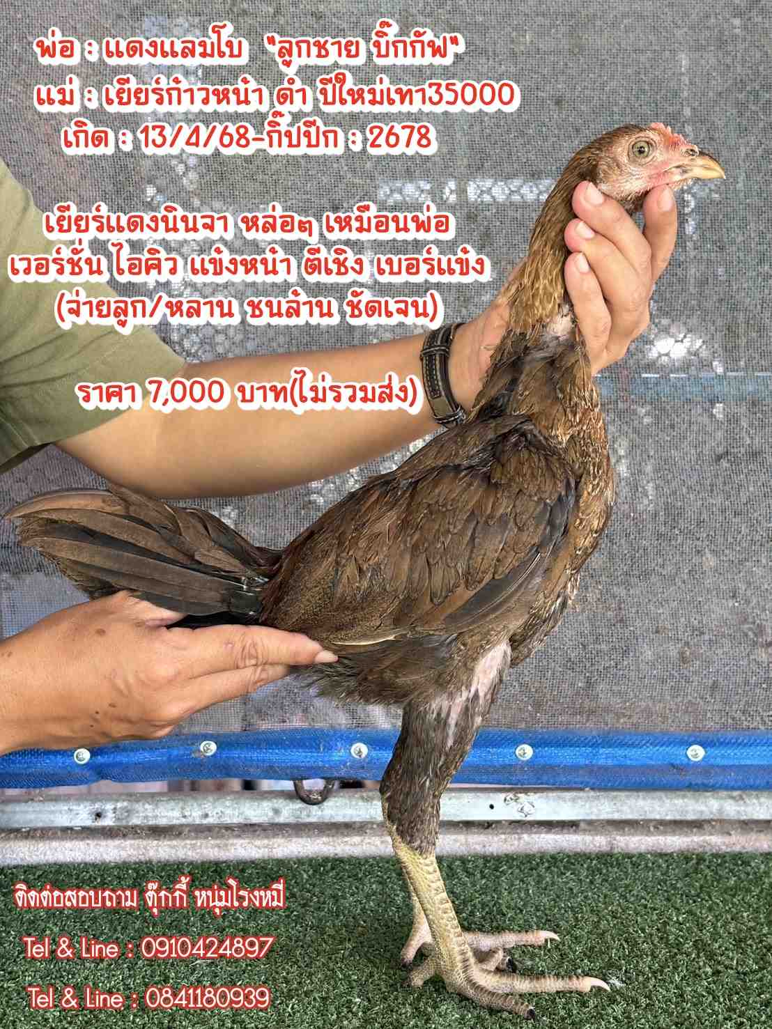 noomrongmee
