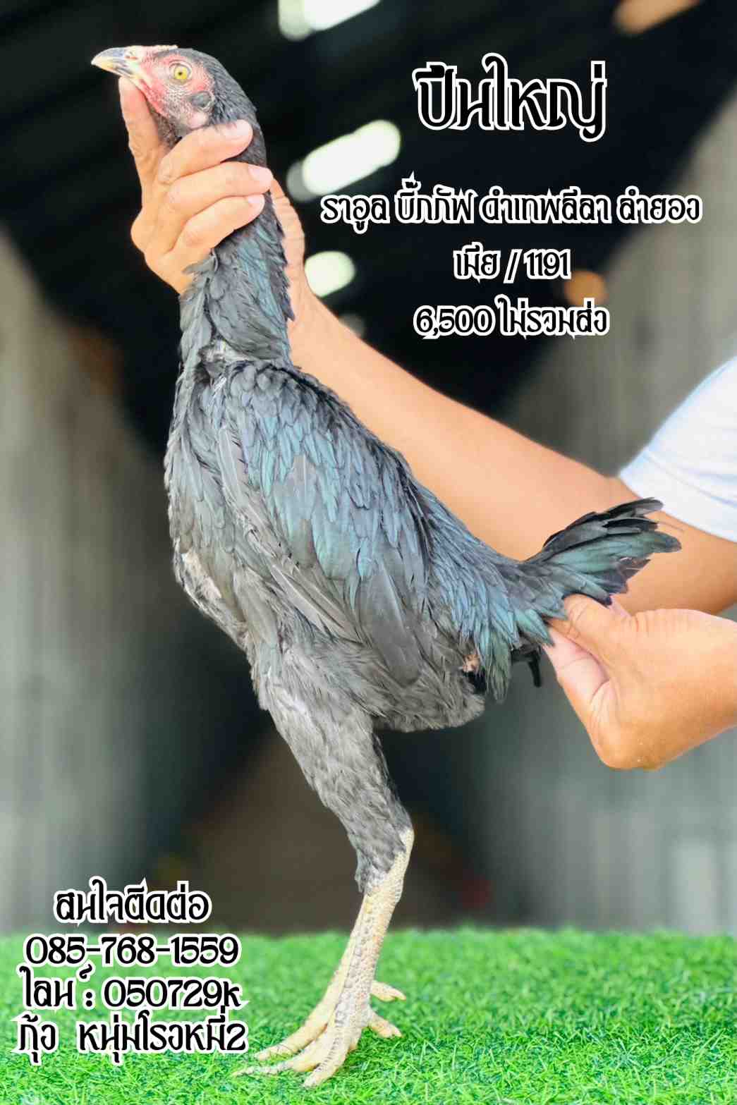 noomrongmee