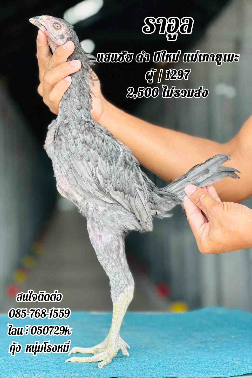 noomrongmee