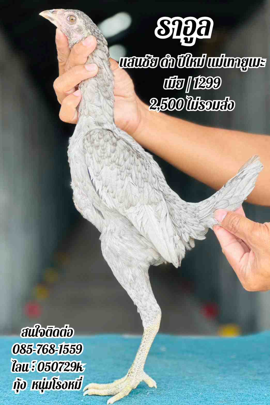 noomrongmee