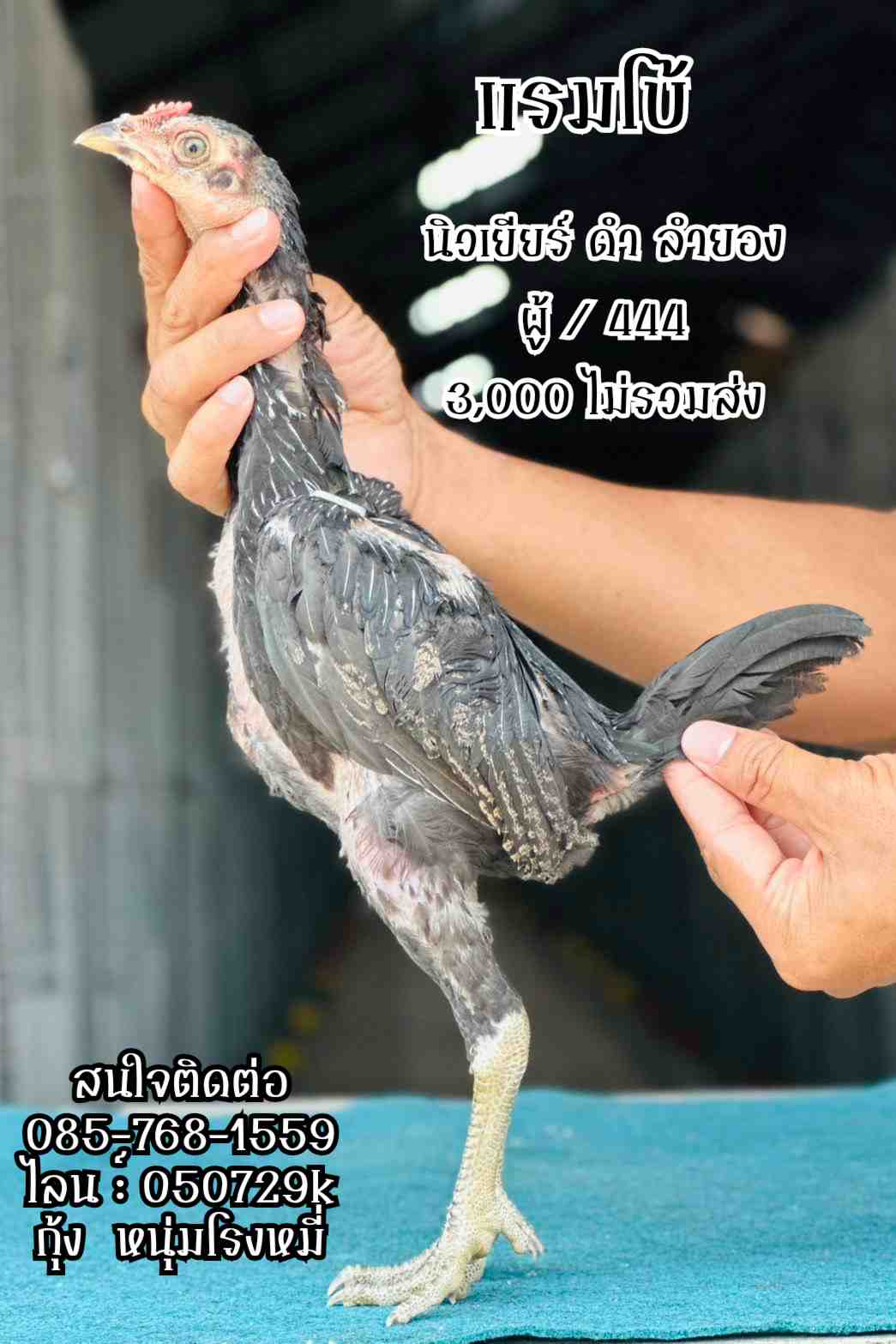 noomrongmee