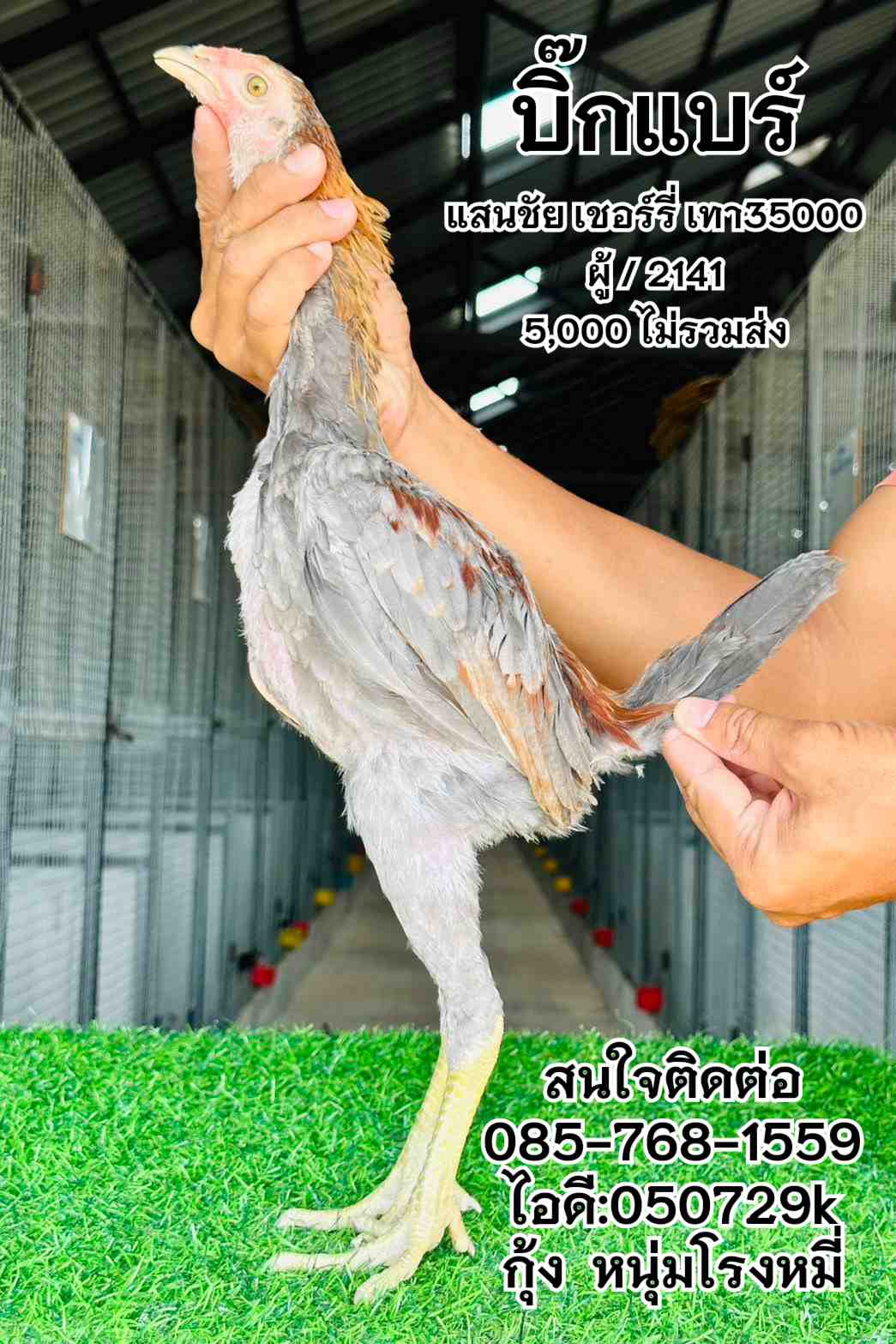 noomrongmee