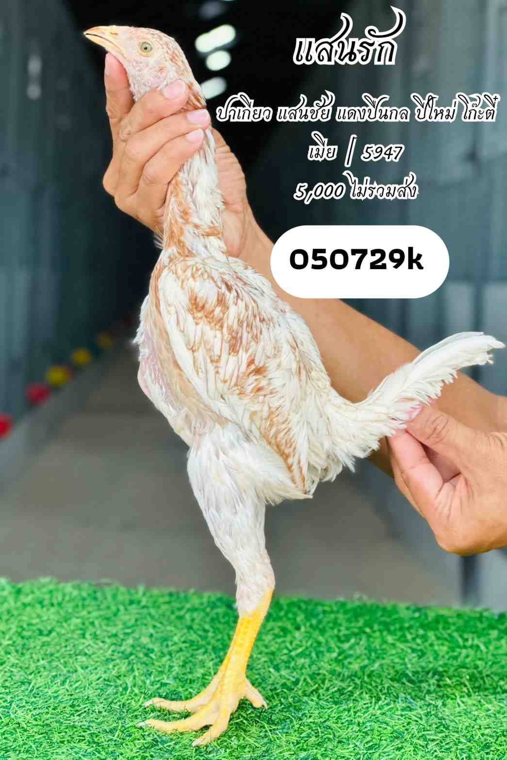 noomrongmee