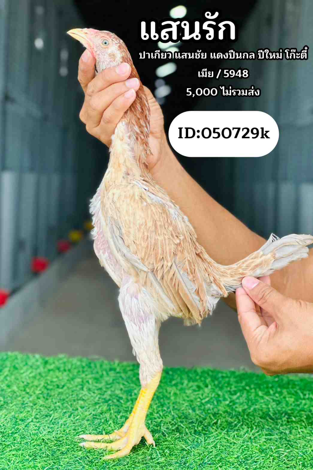 noomrongmee