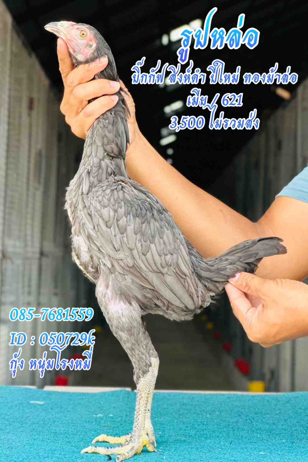 noomrongmee