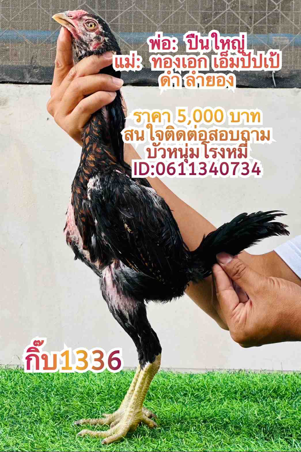 noomrongmee