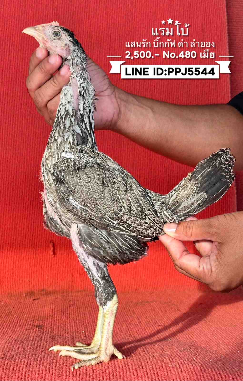 noomrongmee