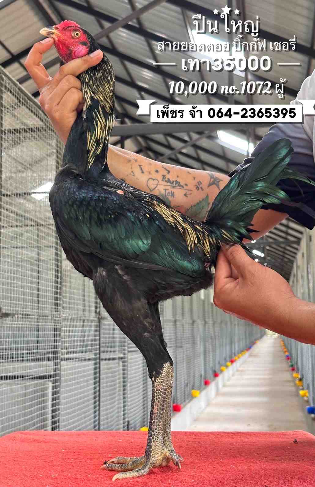 noomrongmee