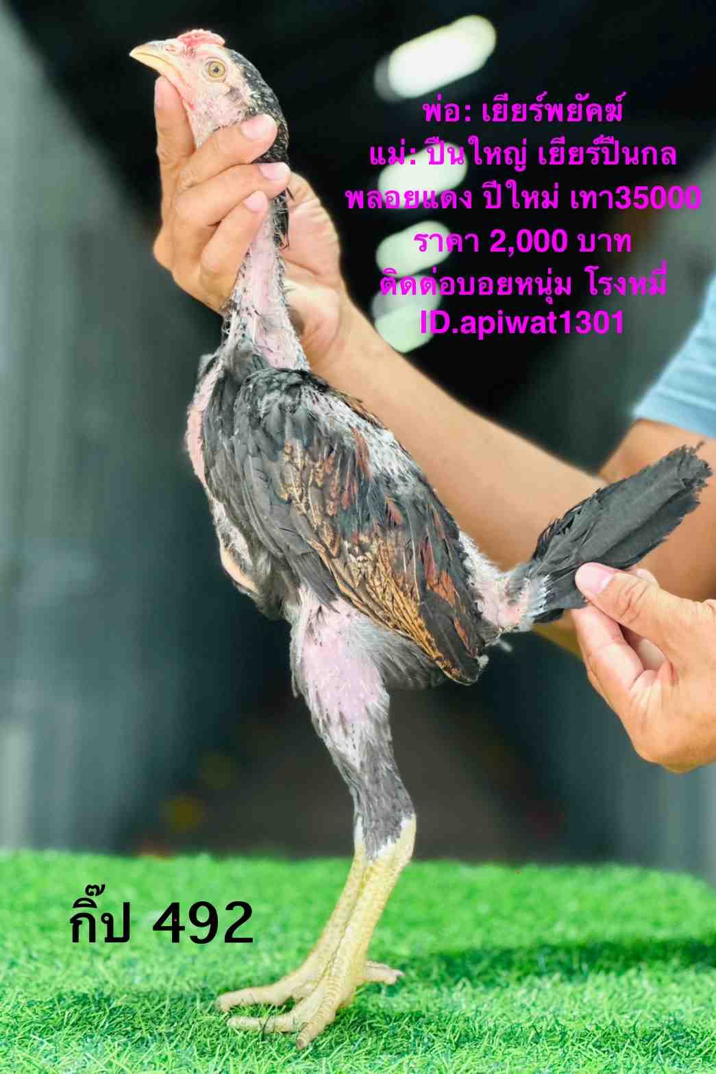 noomrongmee