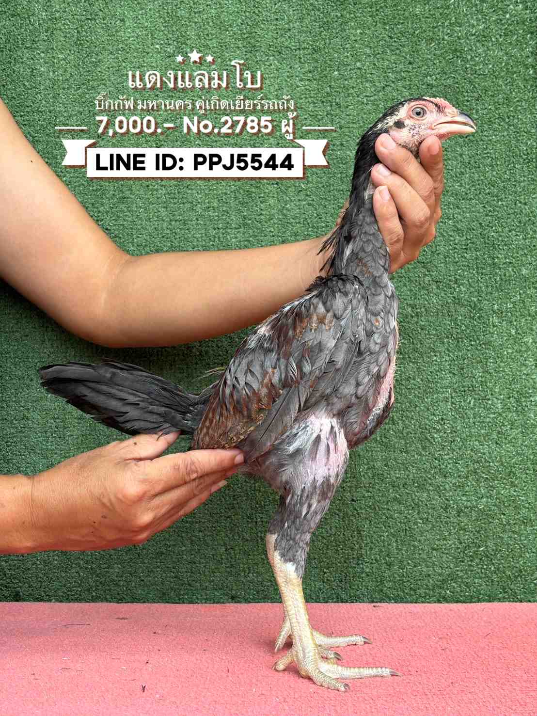 noomrongmee