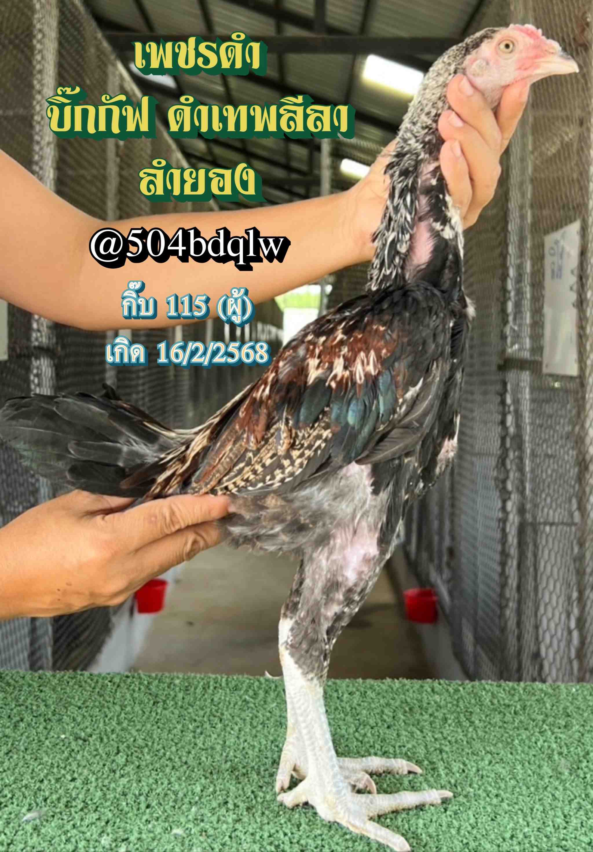 noomrongmee