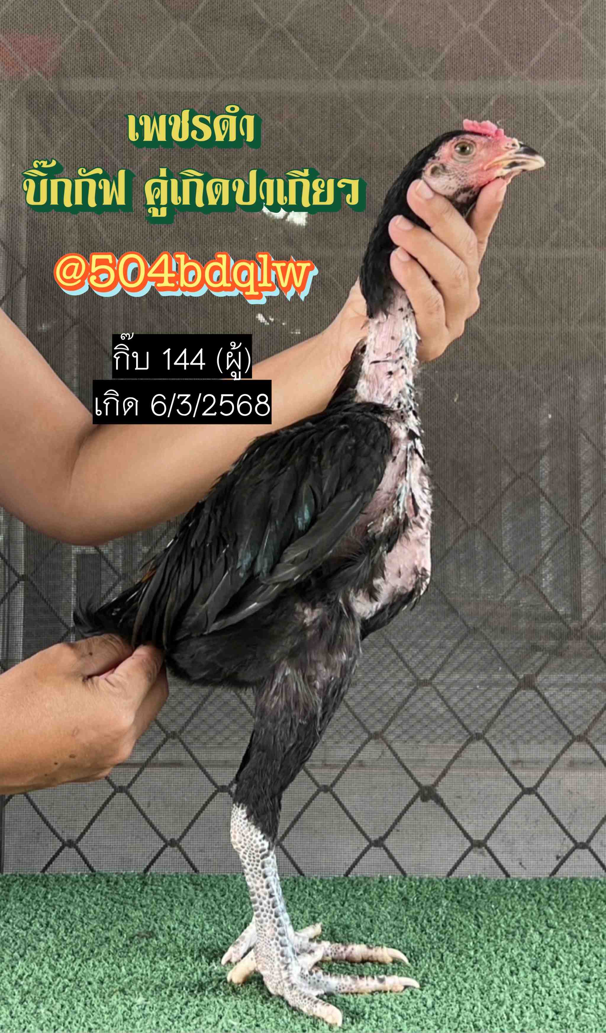 noomrongmee