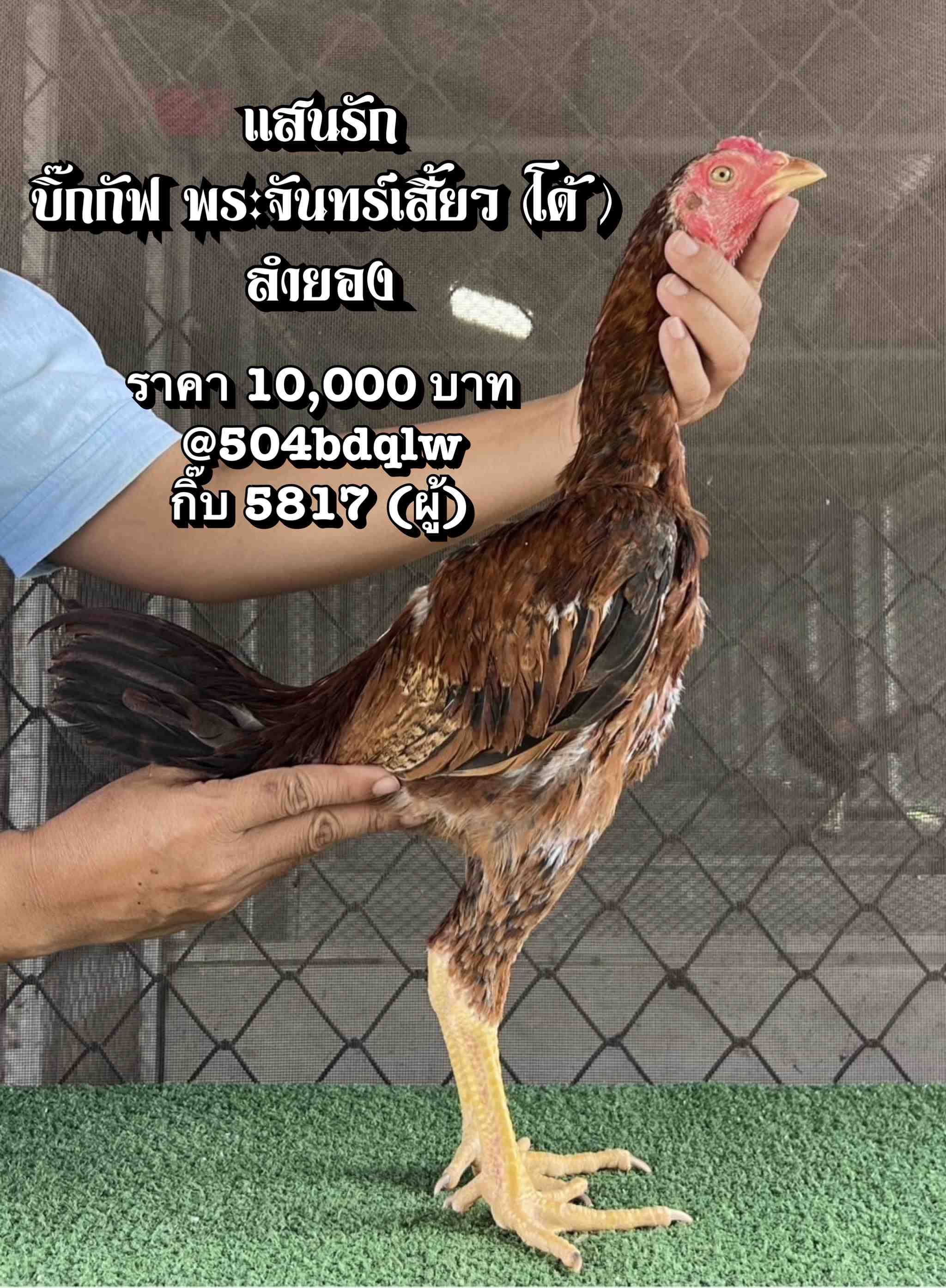 noomrongmee