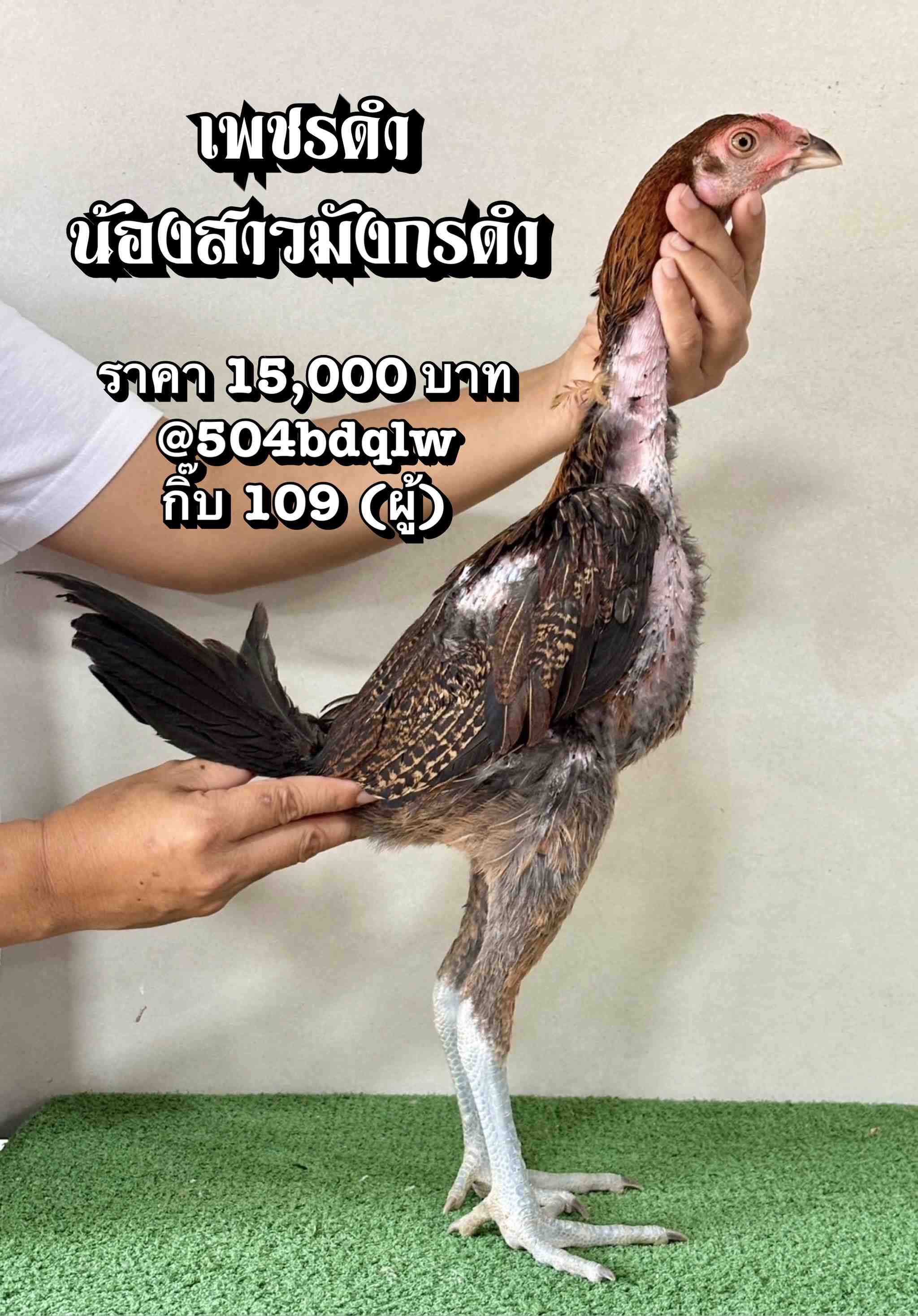 noomrongmee