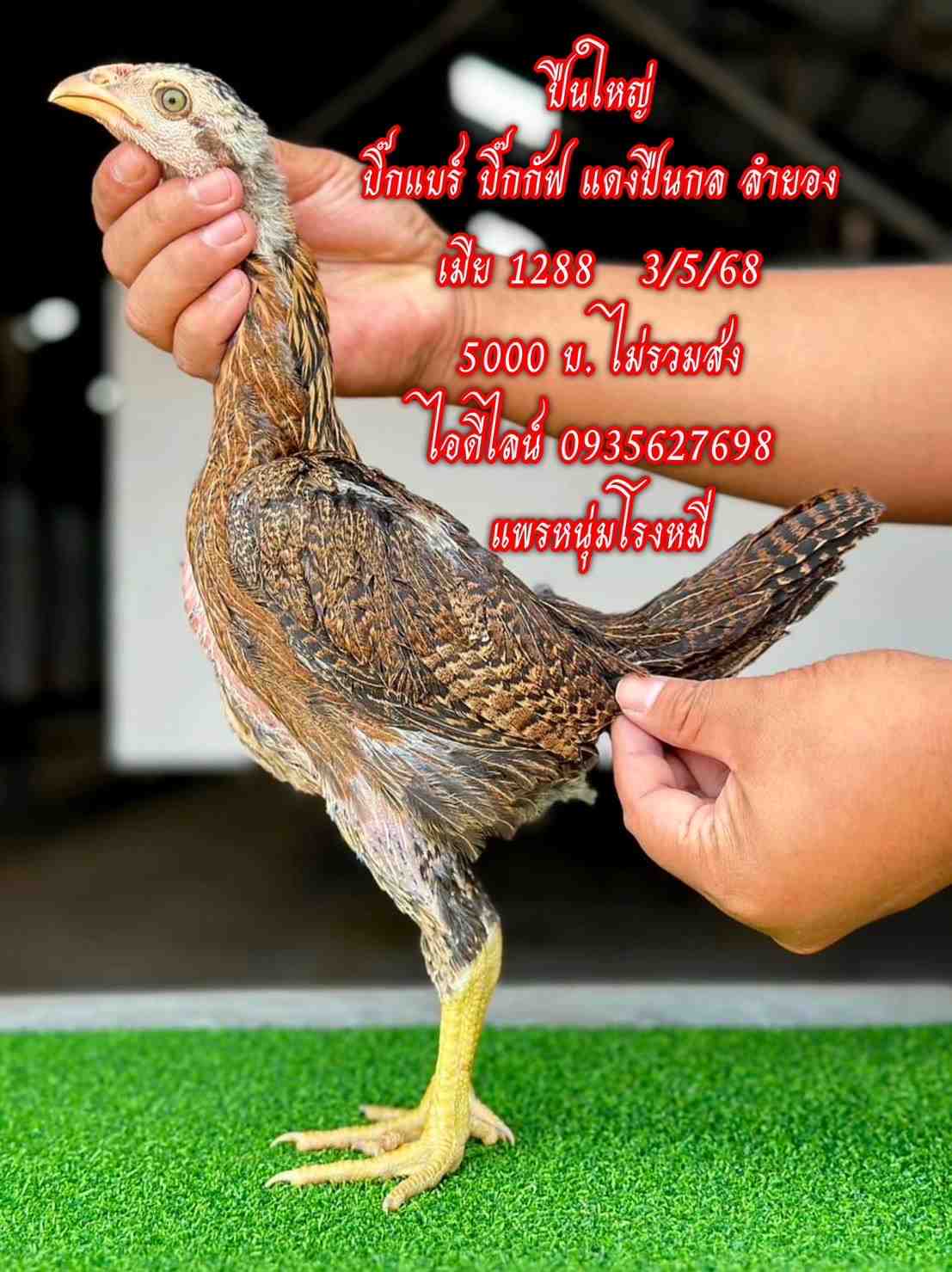 noomrongmee