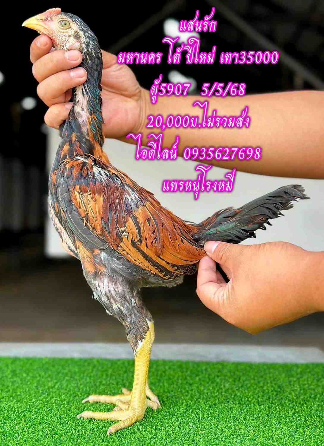 noomrongmee