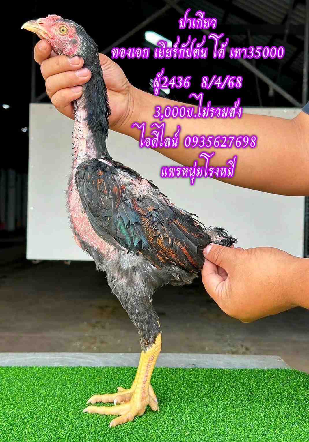 noomrongmee