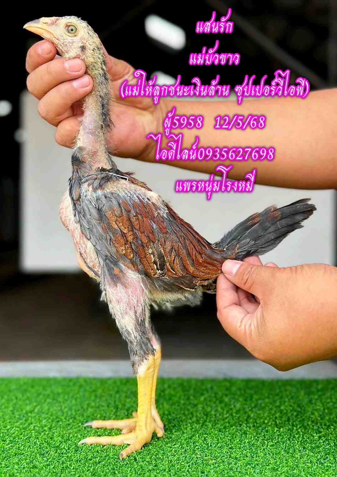 noomrongmee
