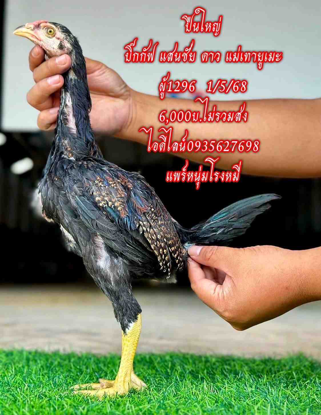 noomrongmee