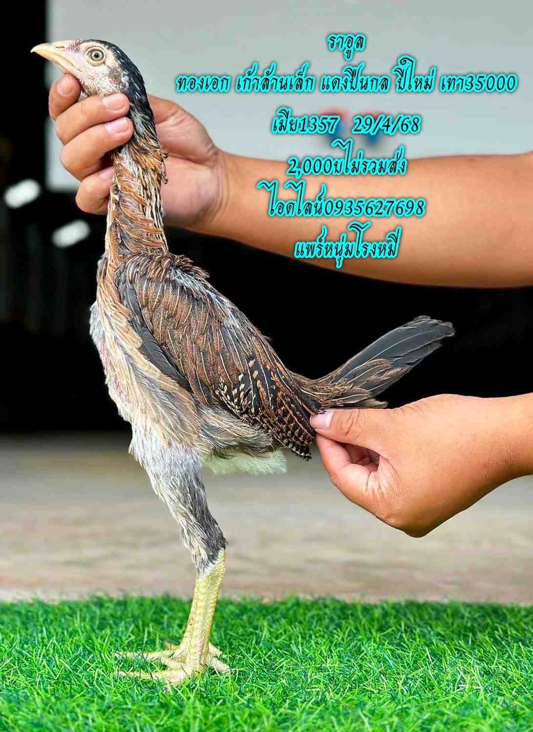 noomrongmee