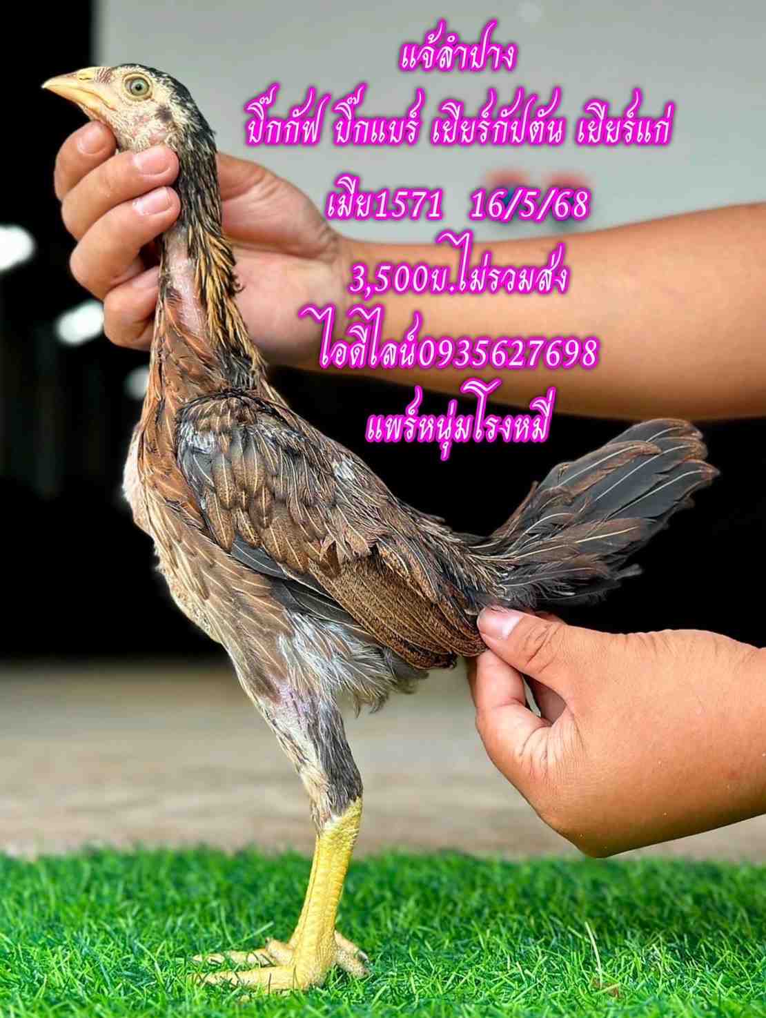 noomrongmee