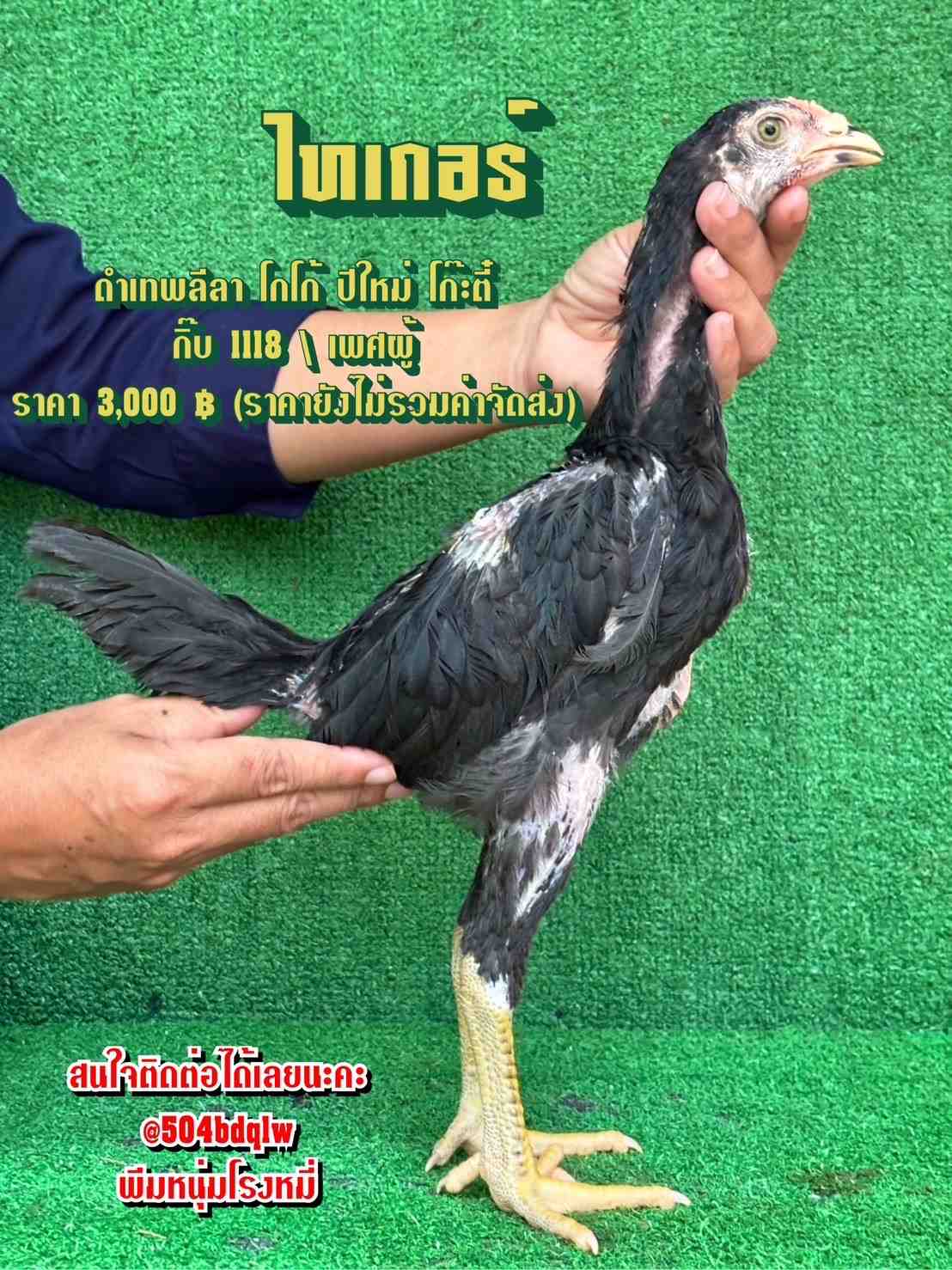 noomrongmee