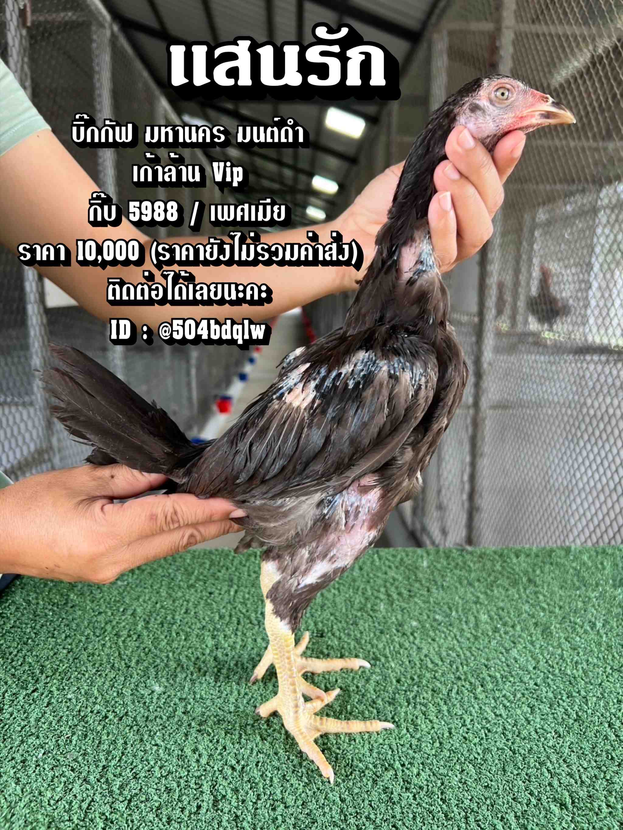 noomrongmee