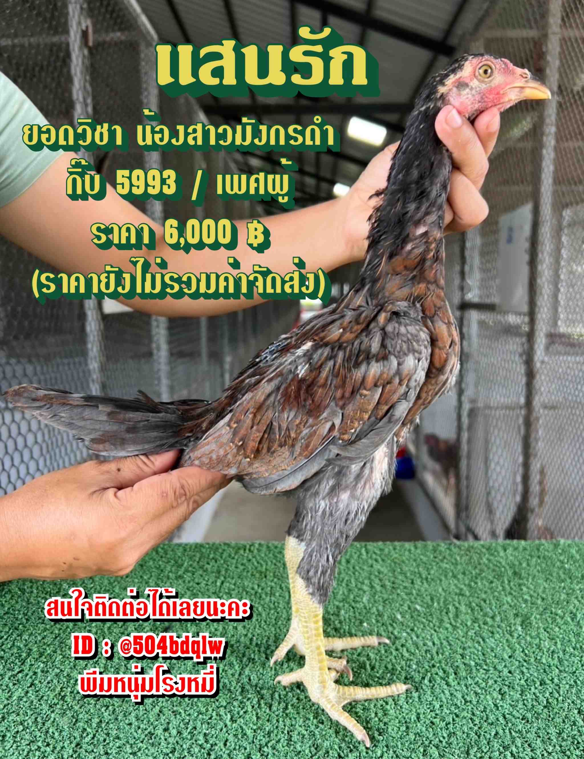noomrongmee