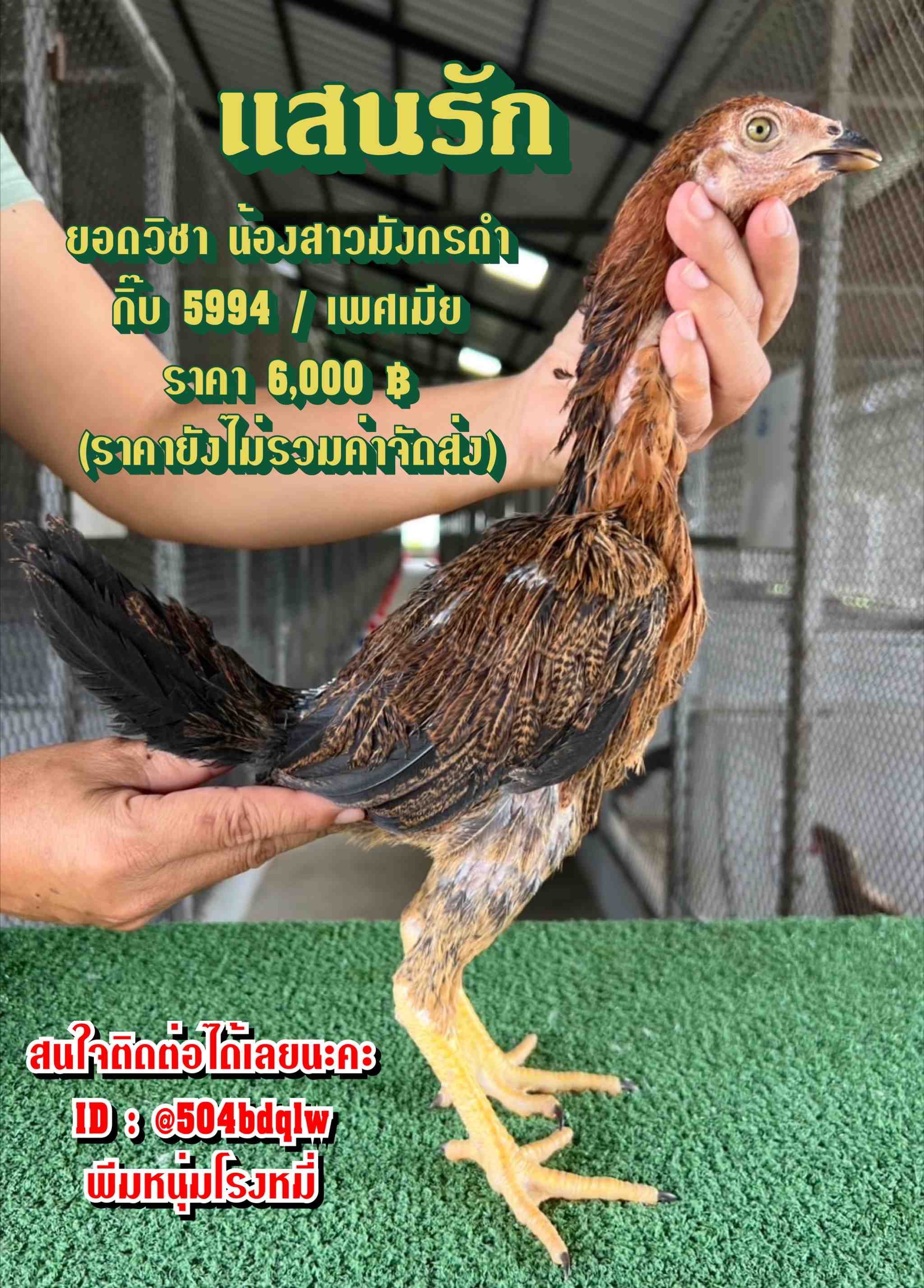 noomrongmee